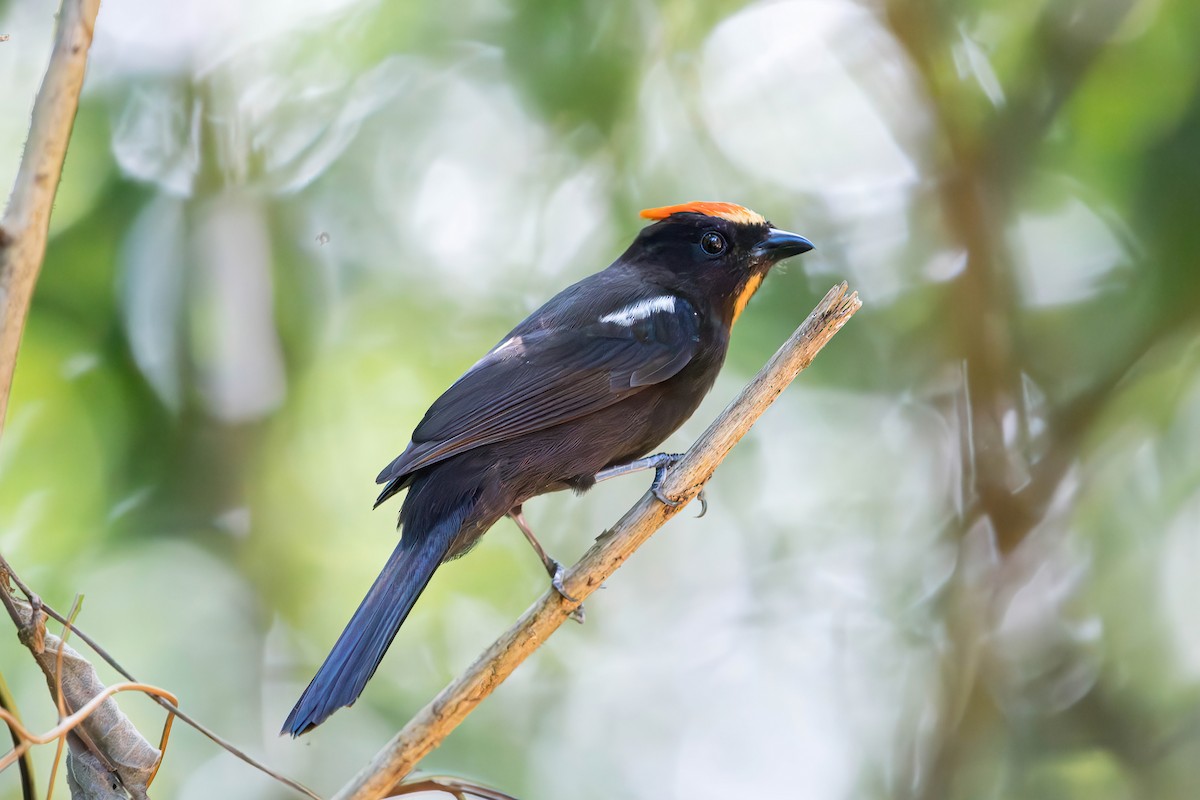 Black-goggled Tanager - ML579713291