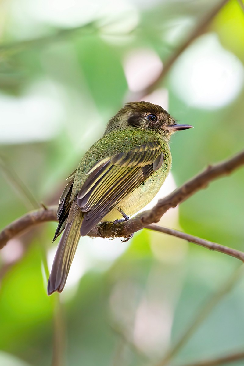 Sepia-capped Flycatcher - ML579713631