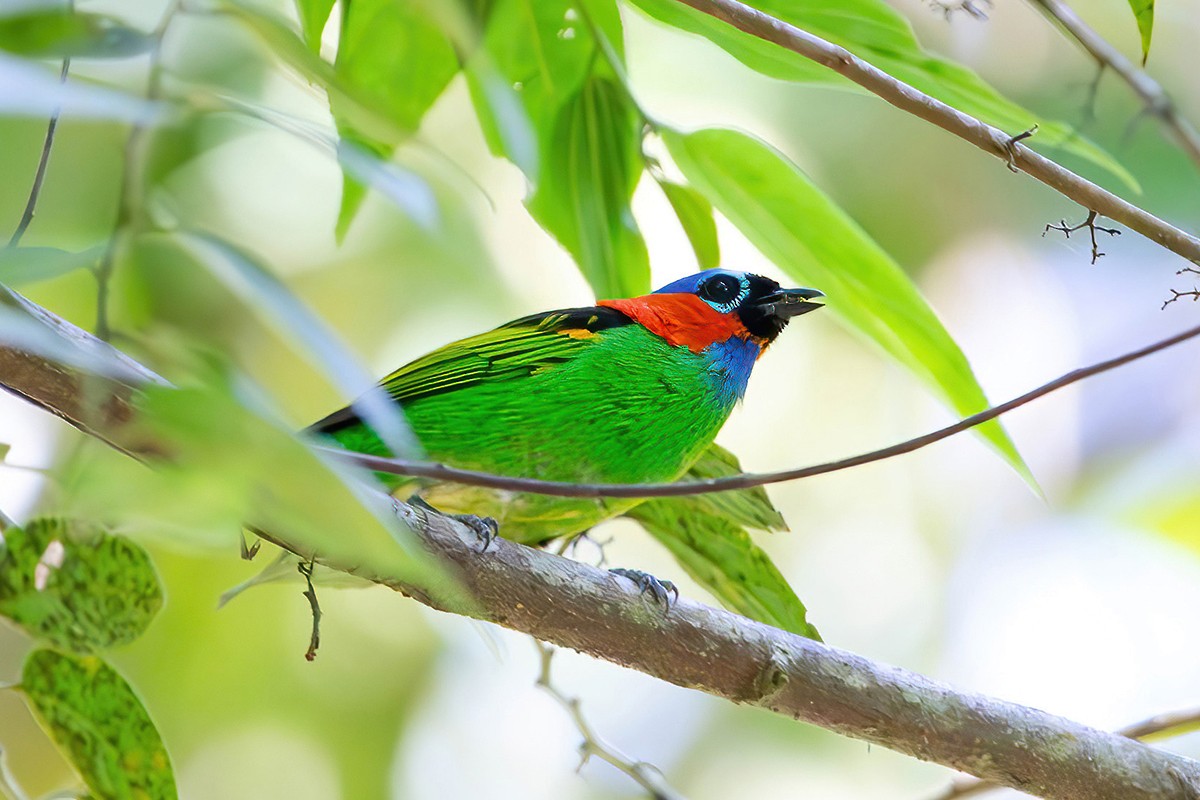 Red-necked Tanager - Bruno Siqueira