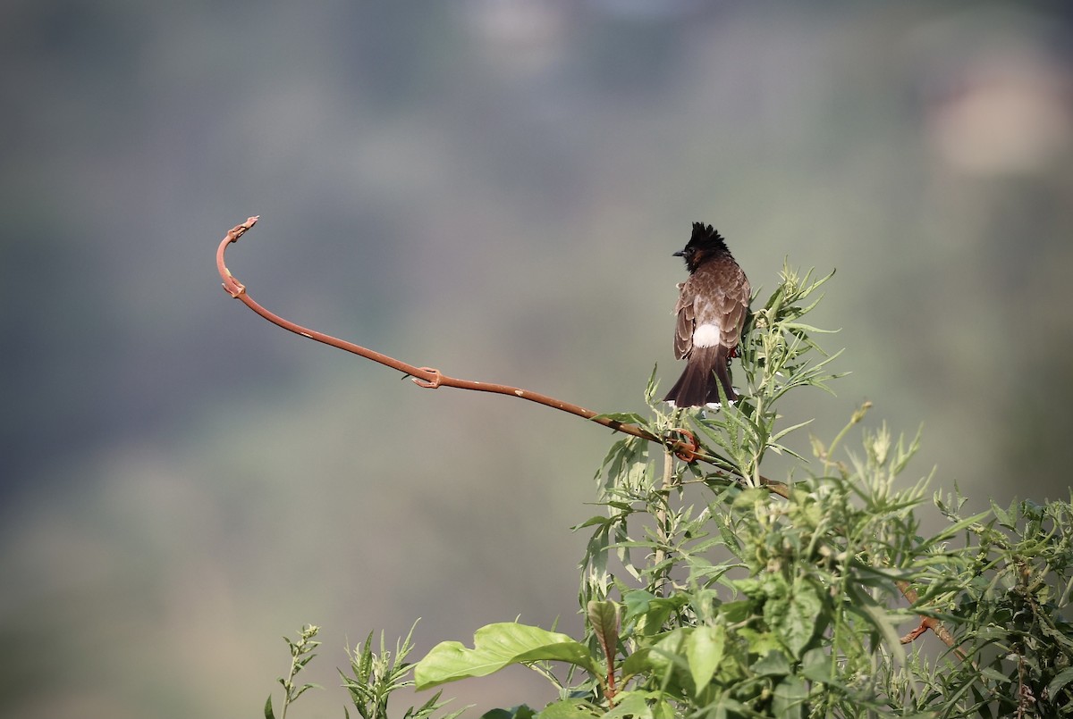 Red-vented Bulbul - ML579716921