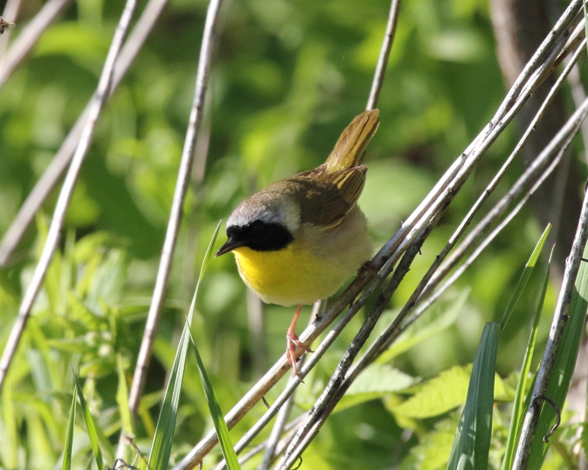 Common Yellowthroat - Mike V.A. Burrell