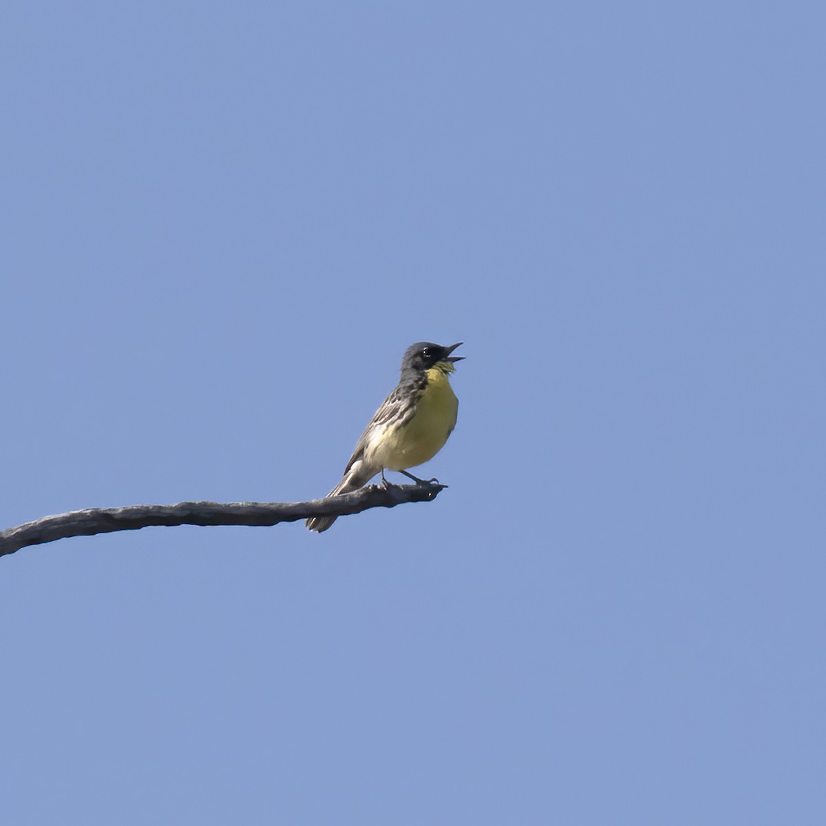 Kirtland's Warbler - Gary Rosenberg