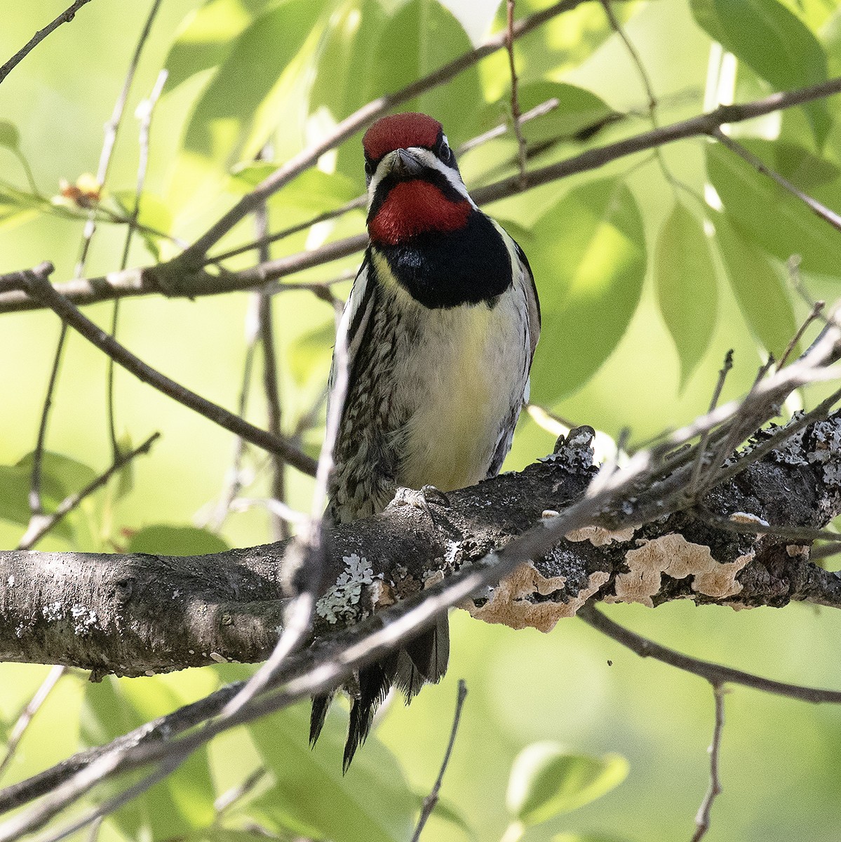 Yellow-bellied Sapsucker - Gary Rosenberg