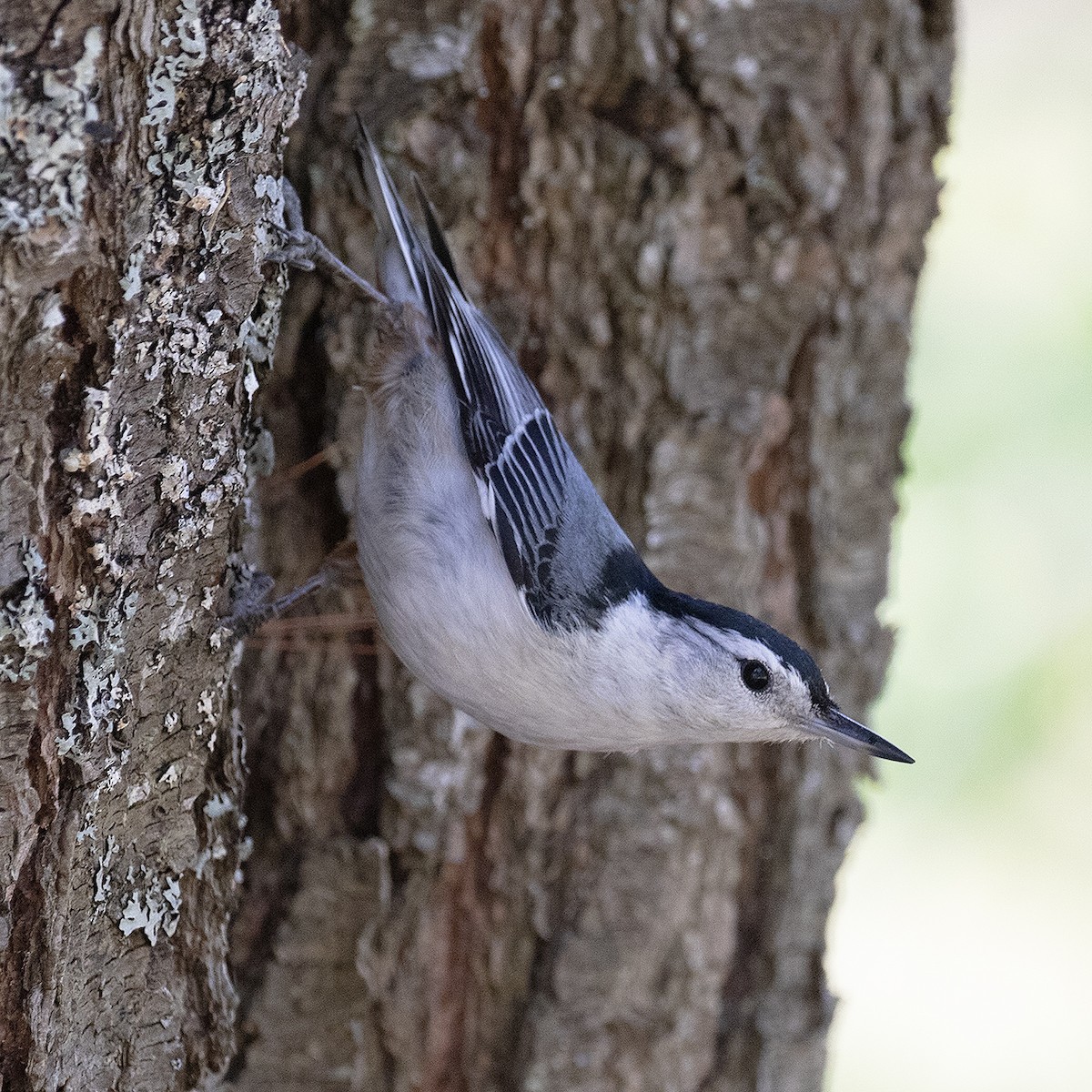 White-breasted Nuthatch - ML579723771