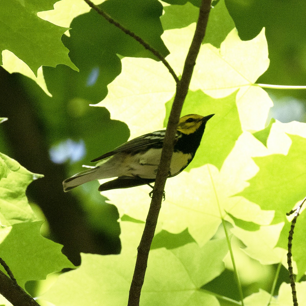 Black-throated Green Warbler - ML579724241