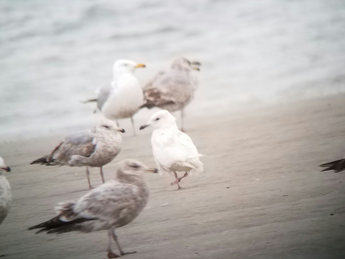 Iceland Gull (kumlieni/glaucoides) - Lisa Schibley