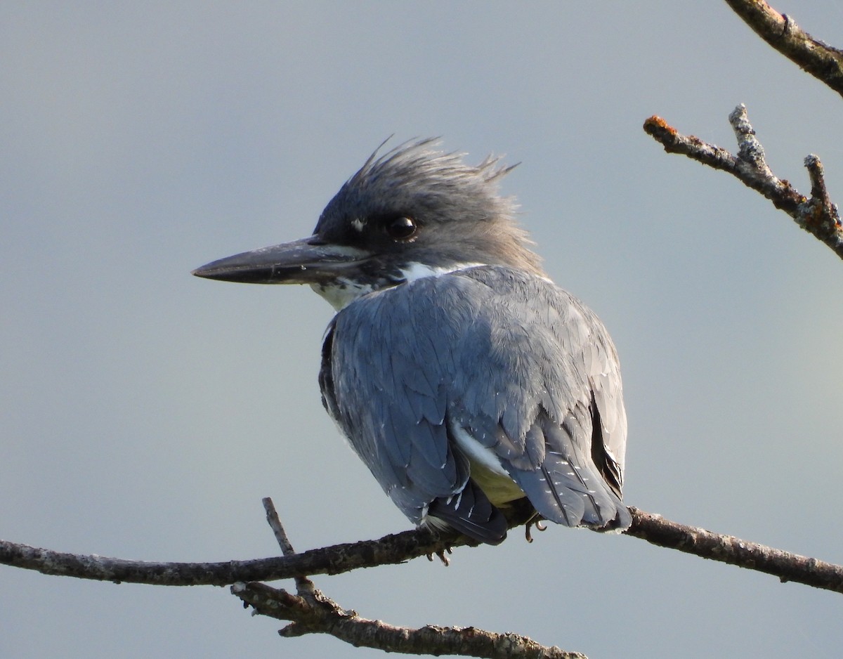 Belted Kingfisher - ML579729721