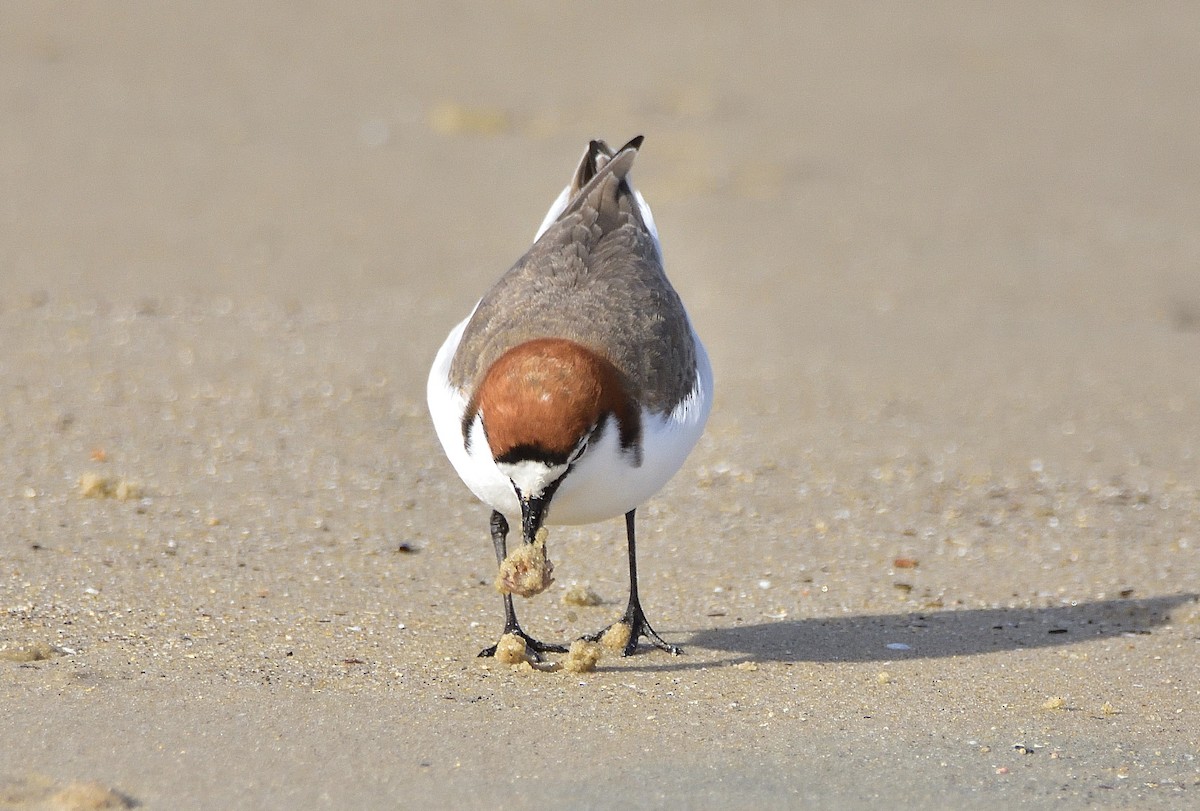 Red-capped Plover - ML579730961