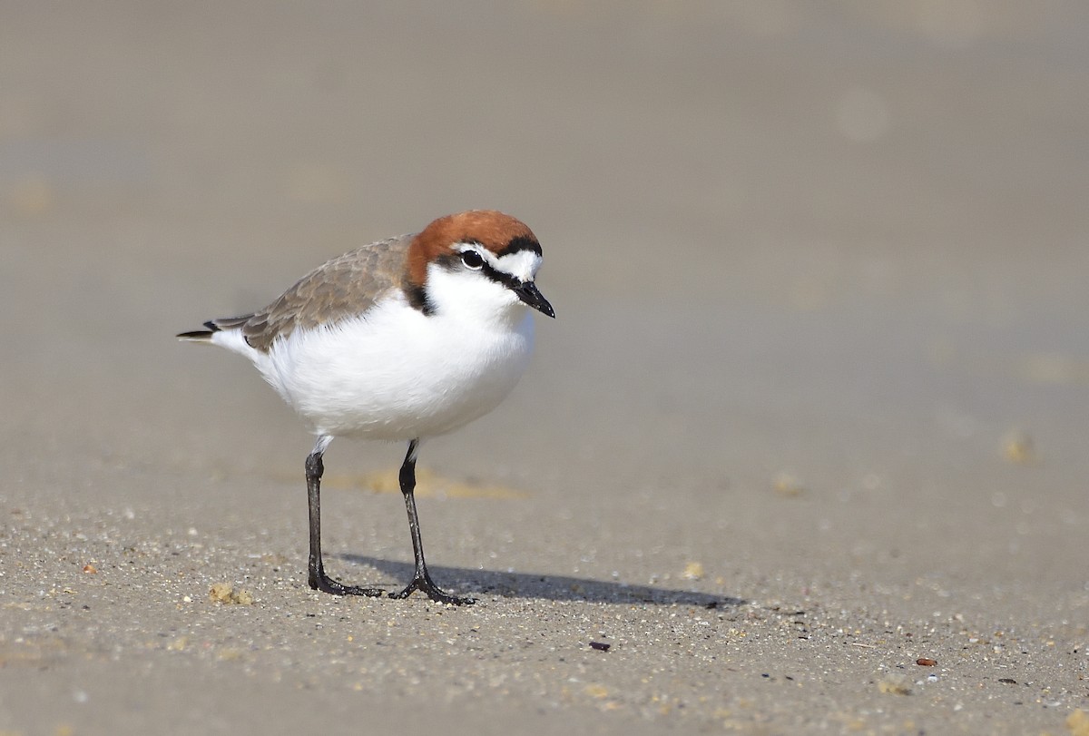 Red-capped Plover - ML579730981