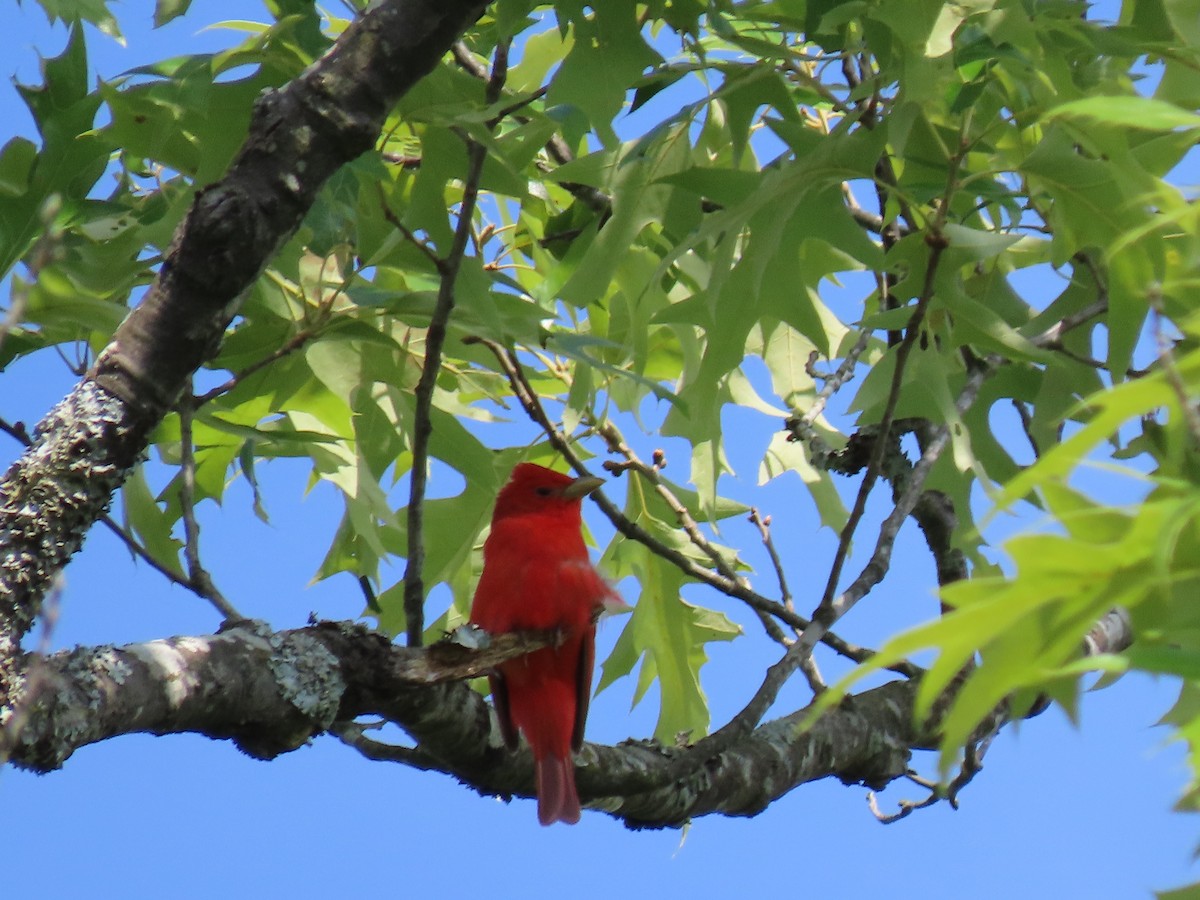 Summer Tanager - Suzanne Roberts