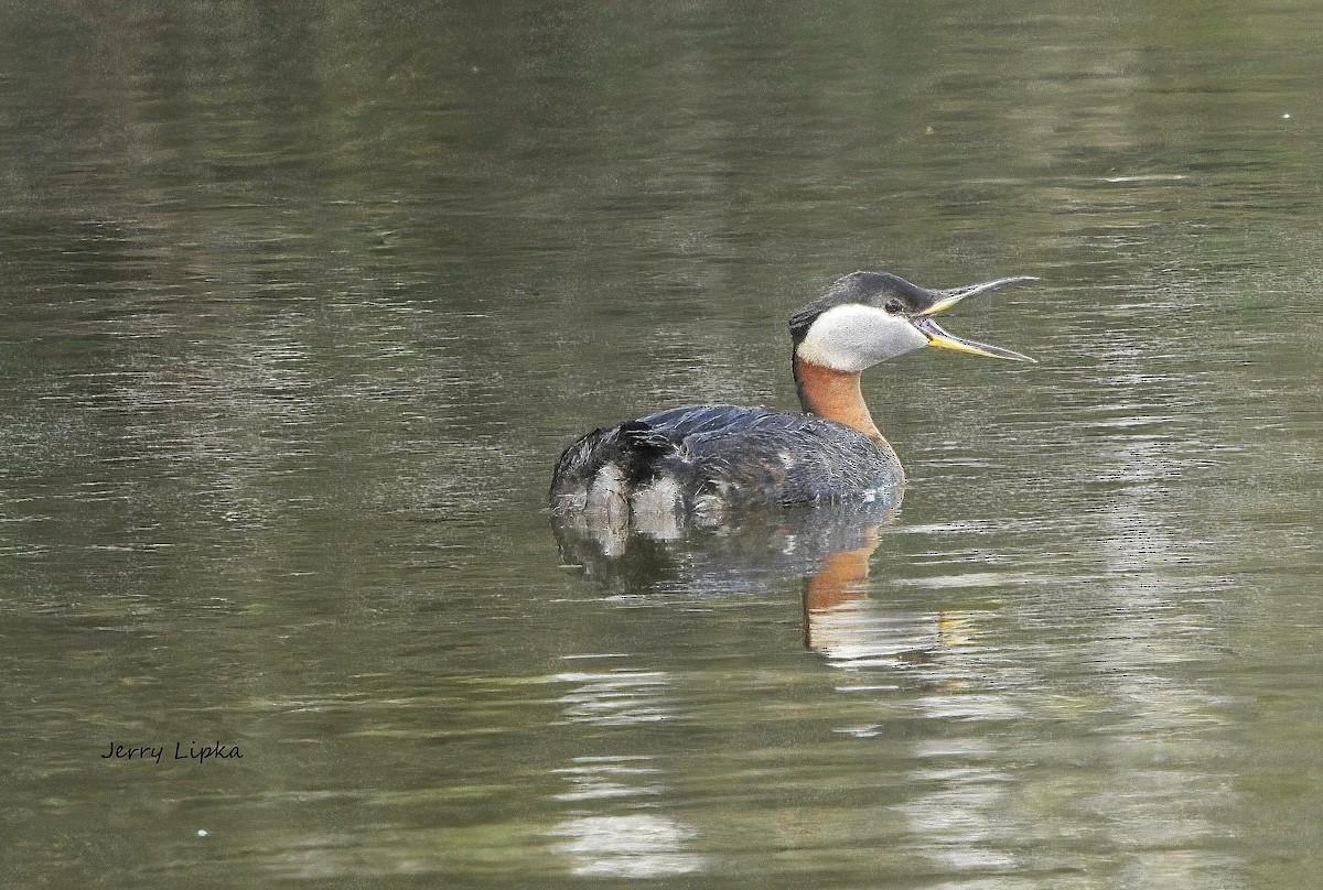Red-necked Grebe - ML579744411