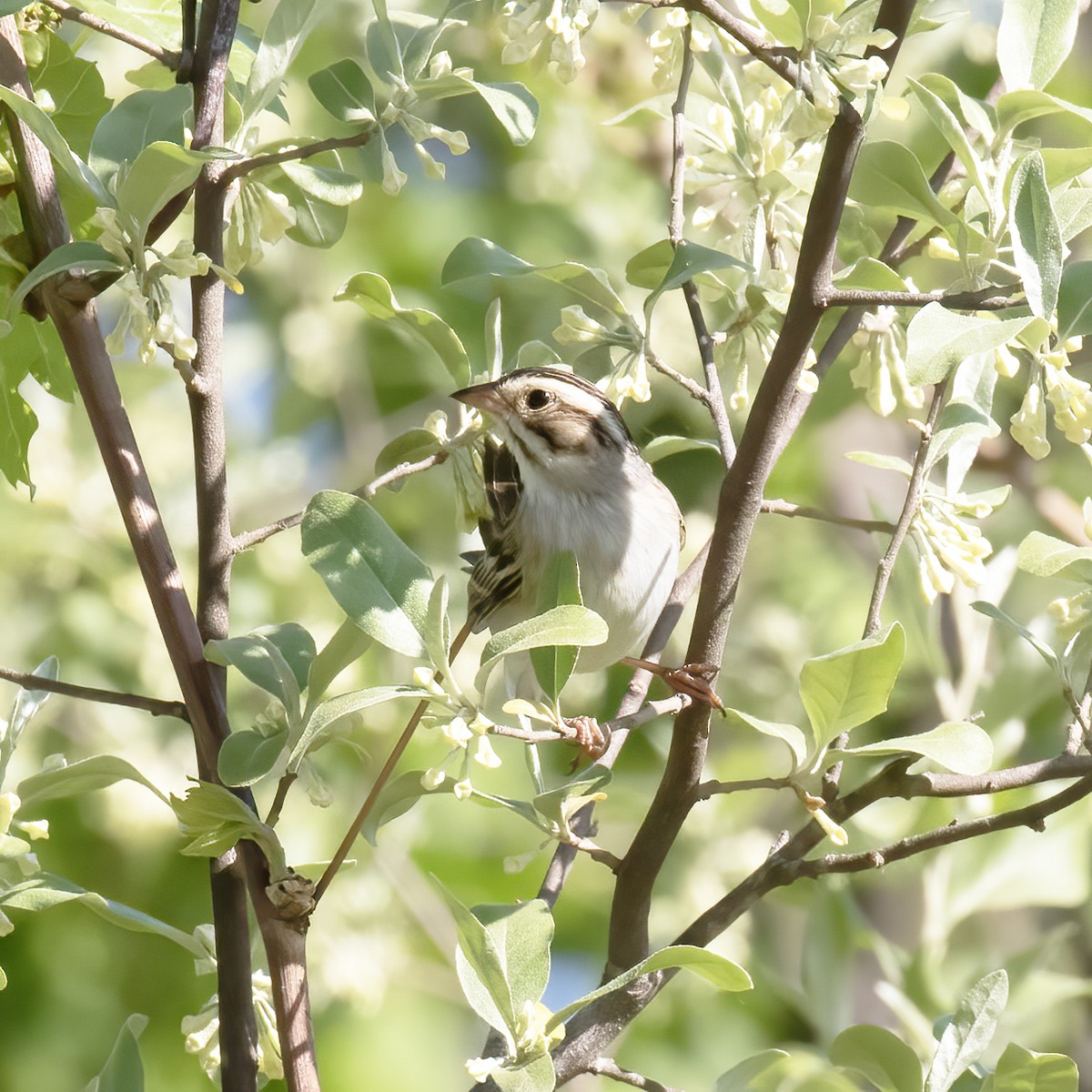 Clay-colored Sparrow - ML579752001