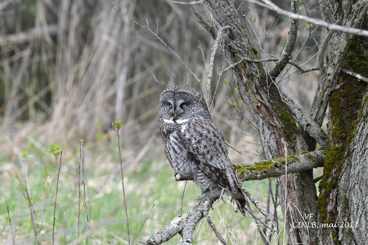 Great Gray Owl - V Fournier