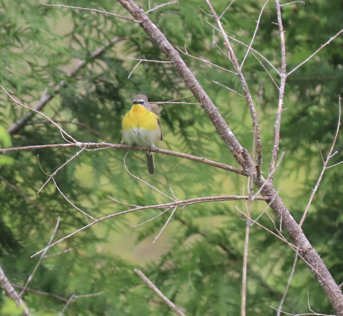 Yellow-breasted Chat - ML579757391