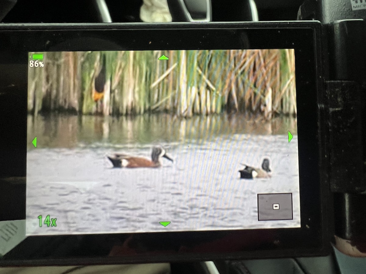 eBird Checklist 31 May 2023 Beck & Alkali Lakes 57 species (+1