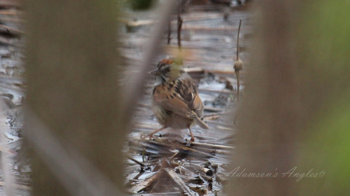 Swamp Sparrow - ML57975981