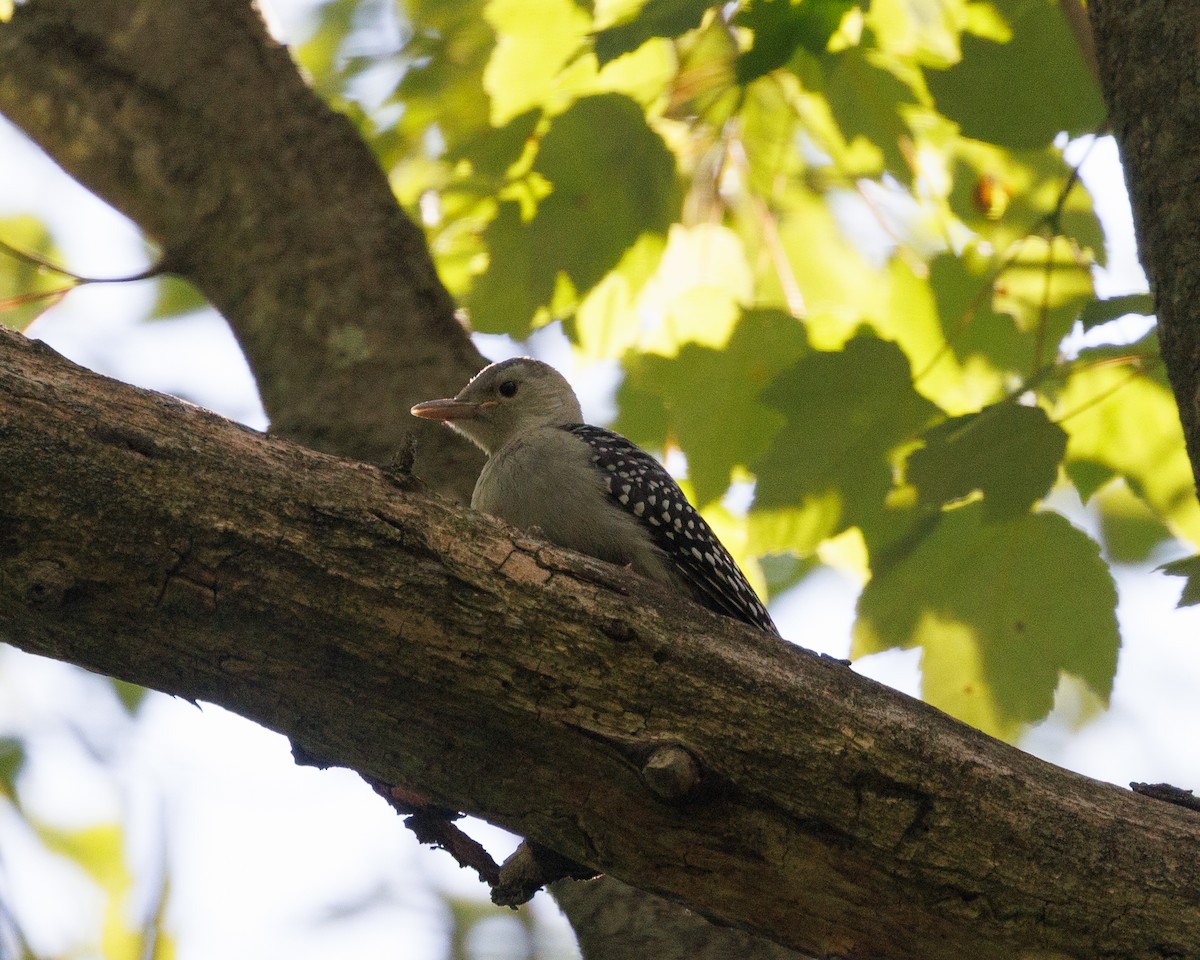 Red-bellied Woodpecker - ML579760071