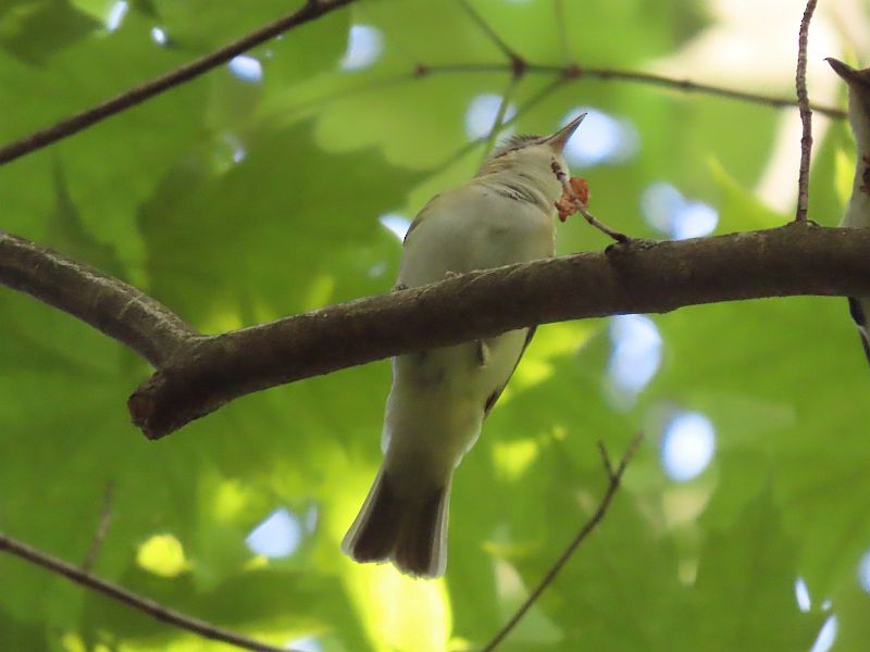 Red-eyed Vireo - Tracy The Birder