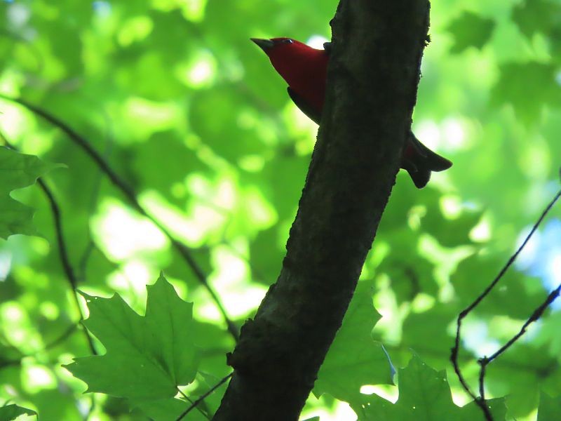 Scarlet Tanager - ML579763751