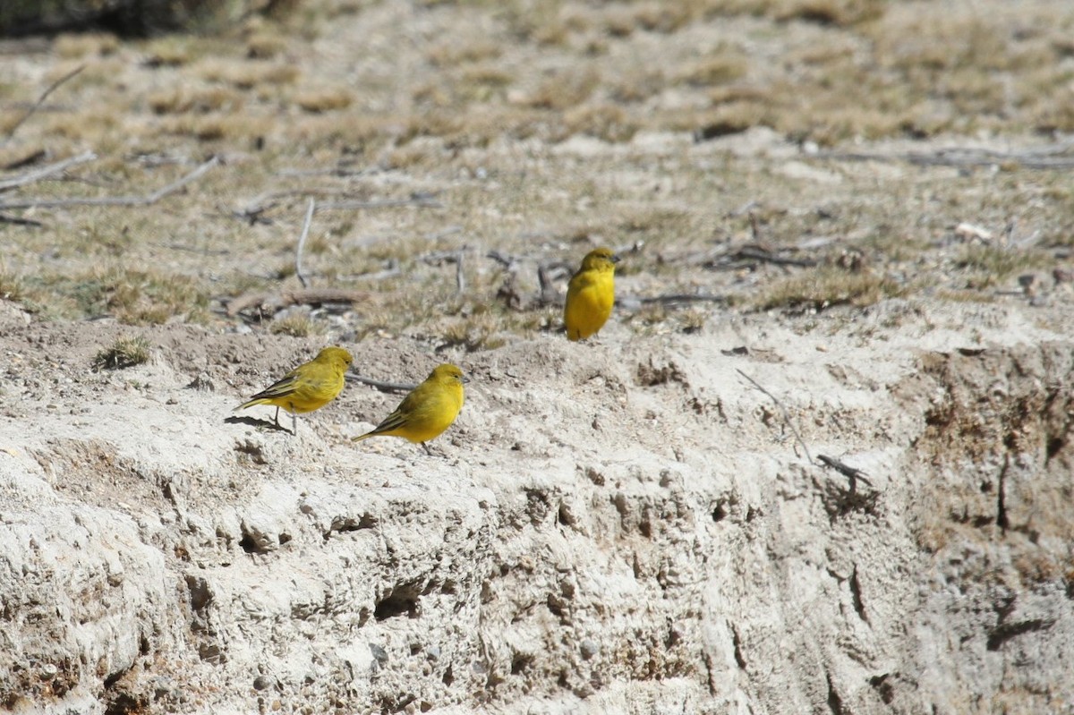 Puna Yellow-Finch - ML579765841