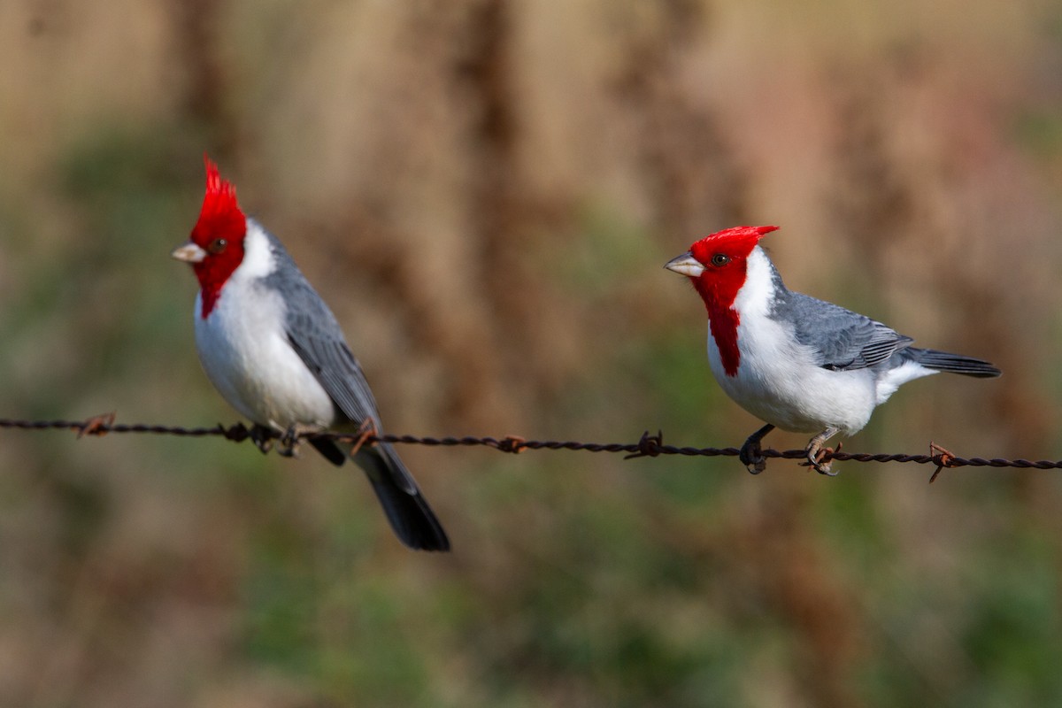 Red-crested Cardinal - ML579766331