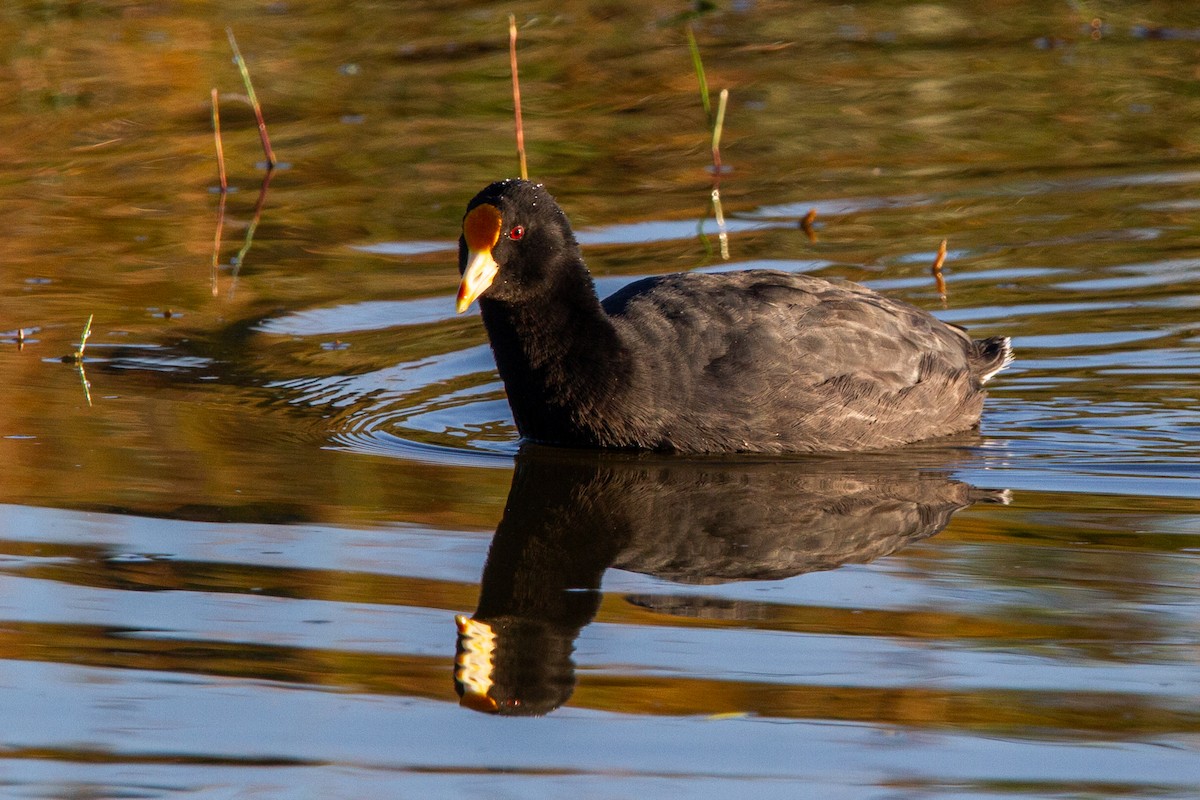 White-winged Coot - ML579766441