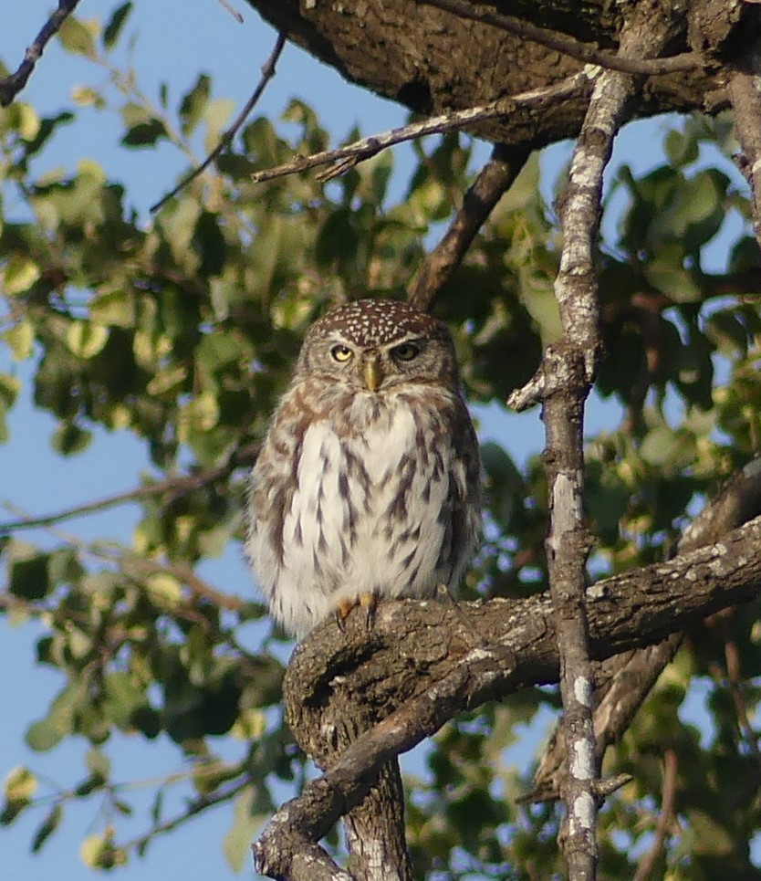 Pearl-spotted Owlet - Lindsay Boyd