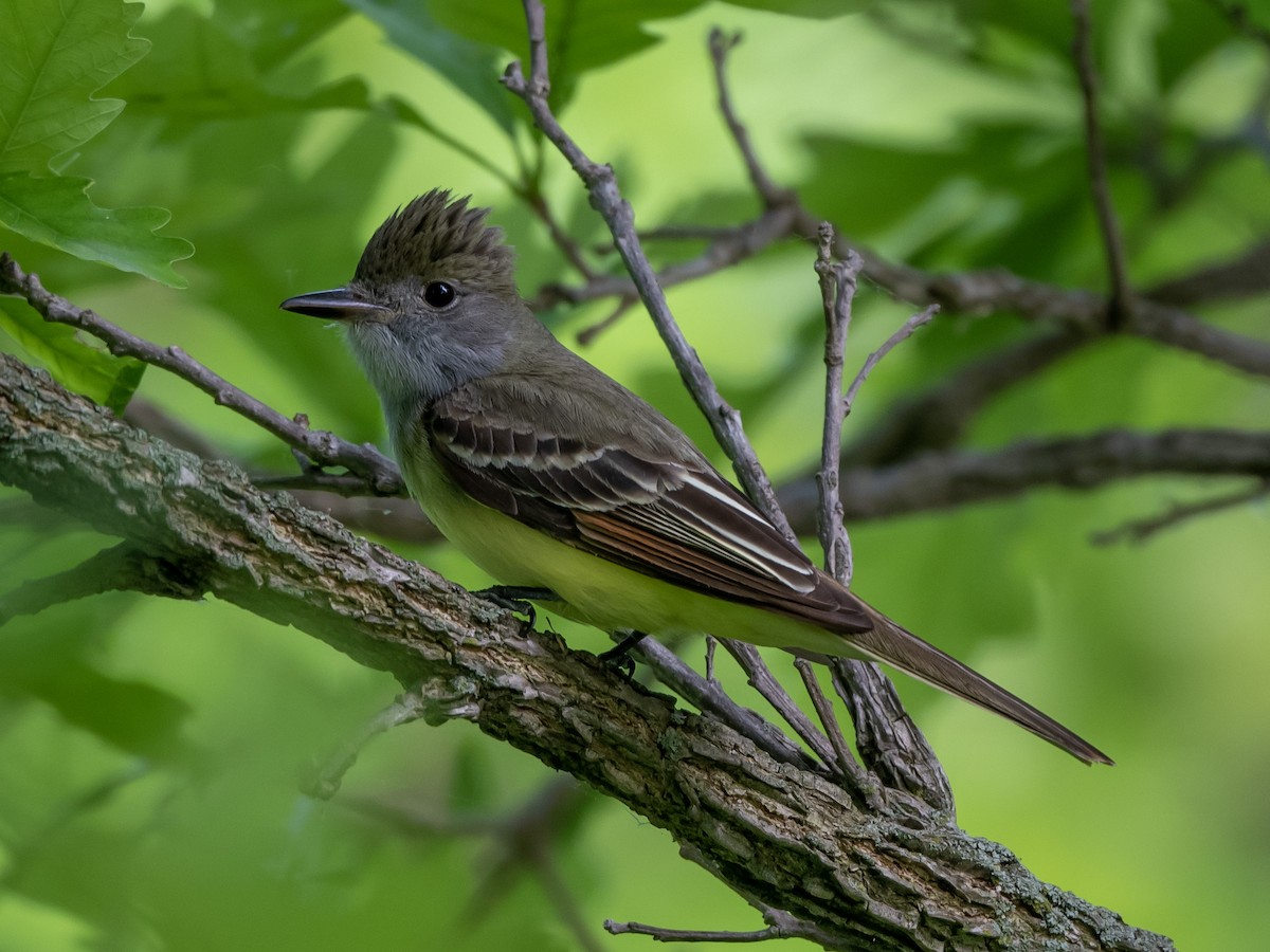 Great Crested Flycatcher - ML579769491