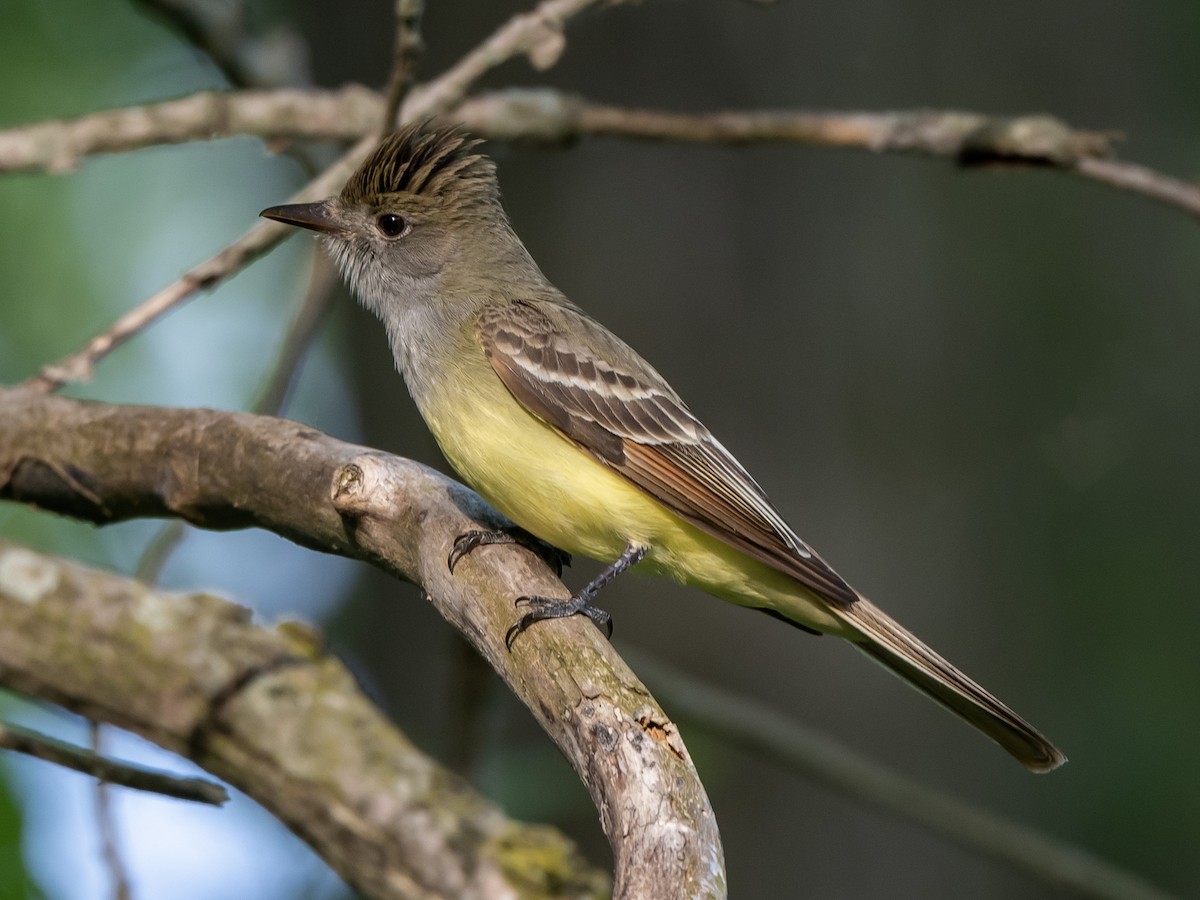 Great Crested Flycatcher - ML579769501