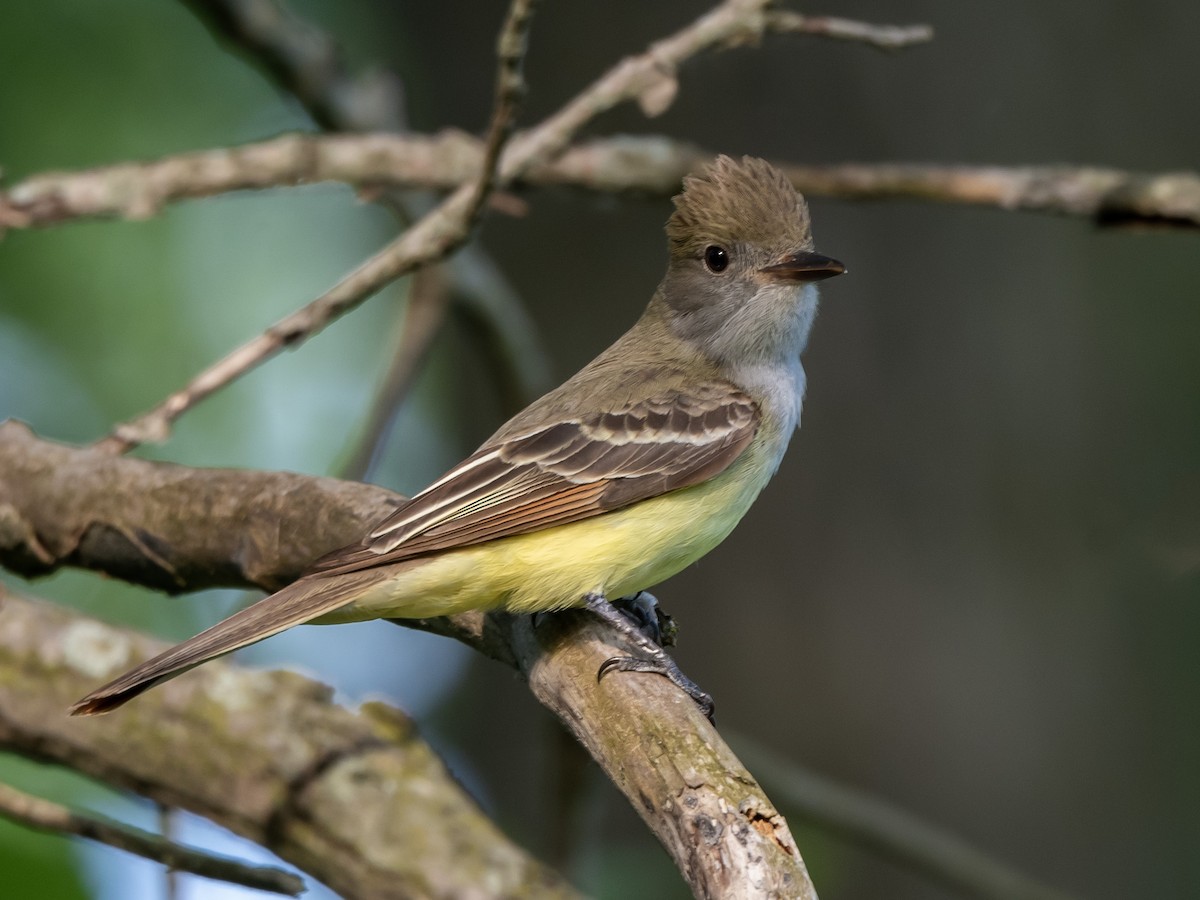 Great Crested Flycatcher - ML579769511