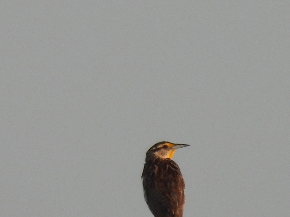 Eastern Meadowlark - ML579772481