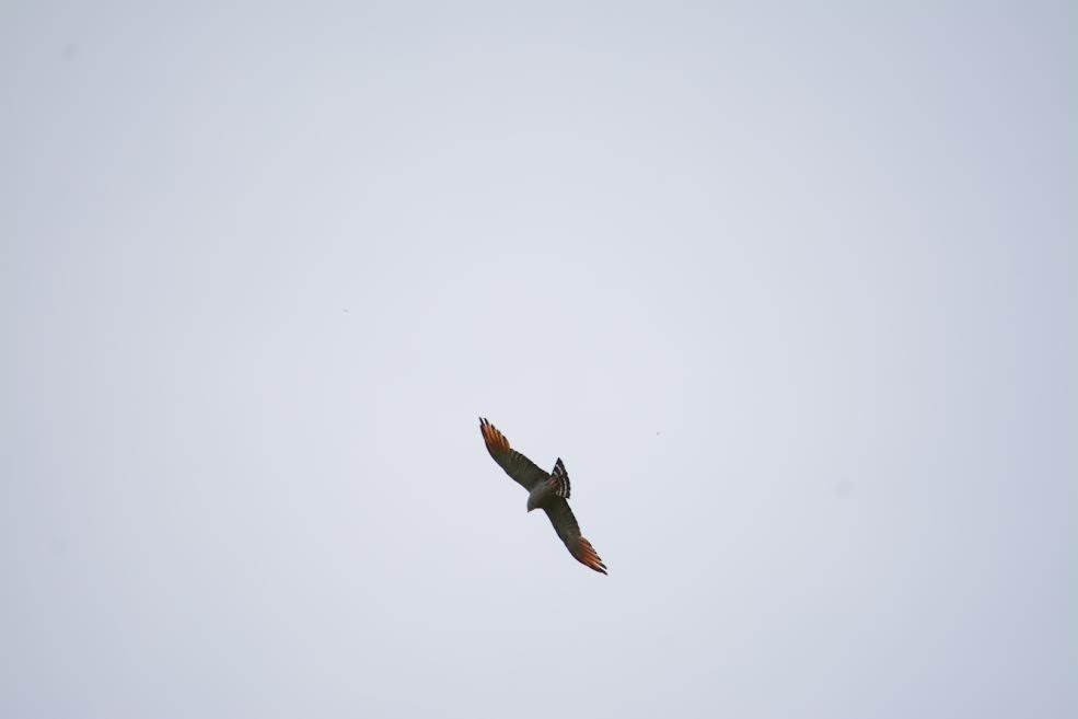 Plumbeous Kite - ML579773121