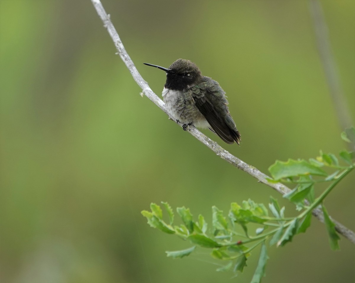 Black-chinned Hummingbird - Sylvia Afable