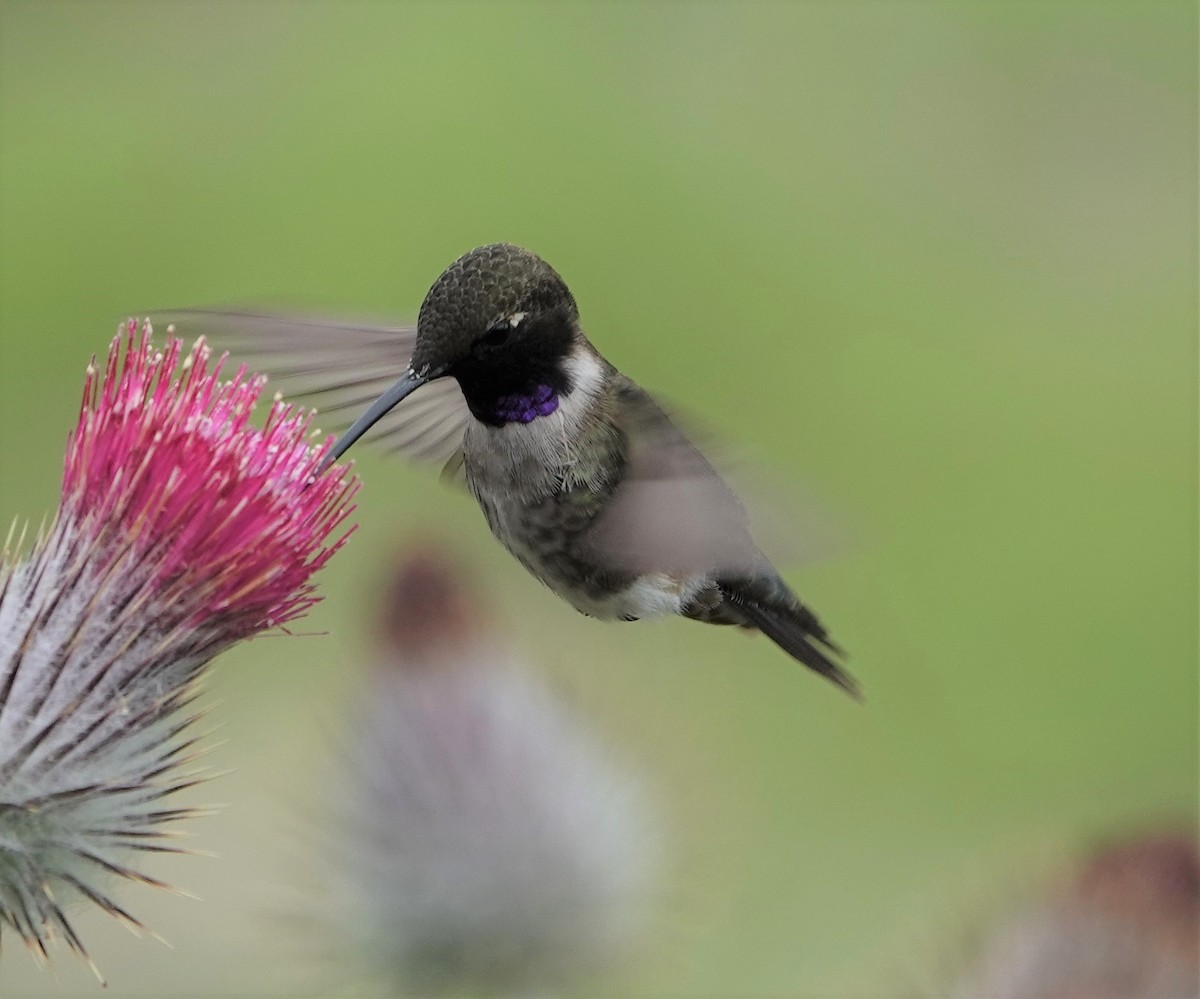 Black-chinned Hummingbird - ML579773941