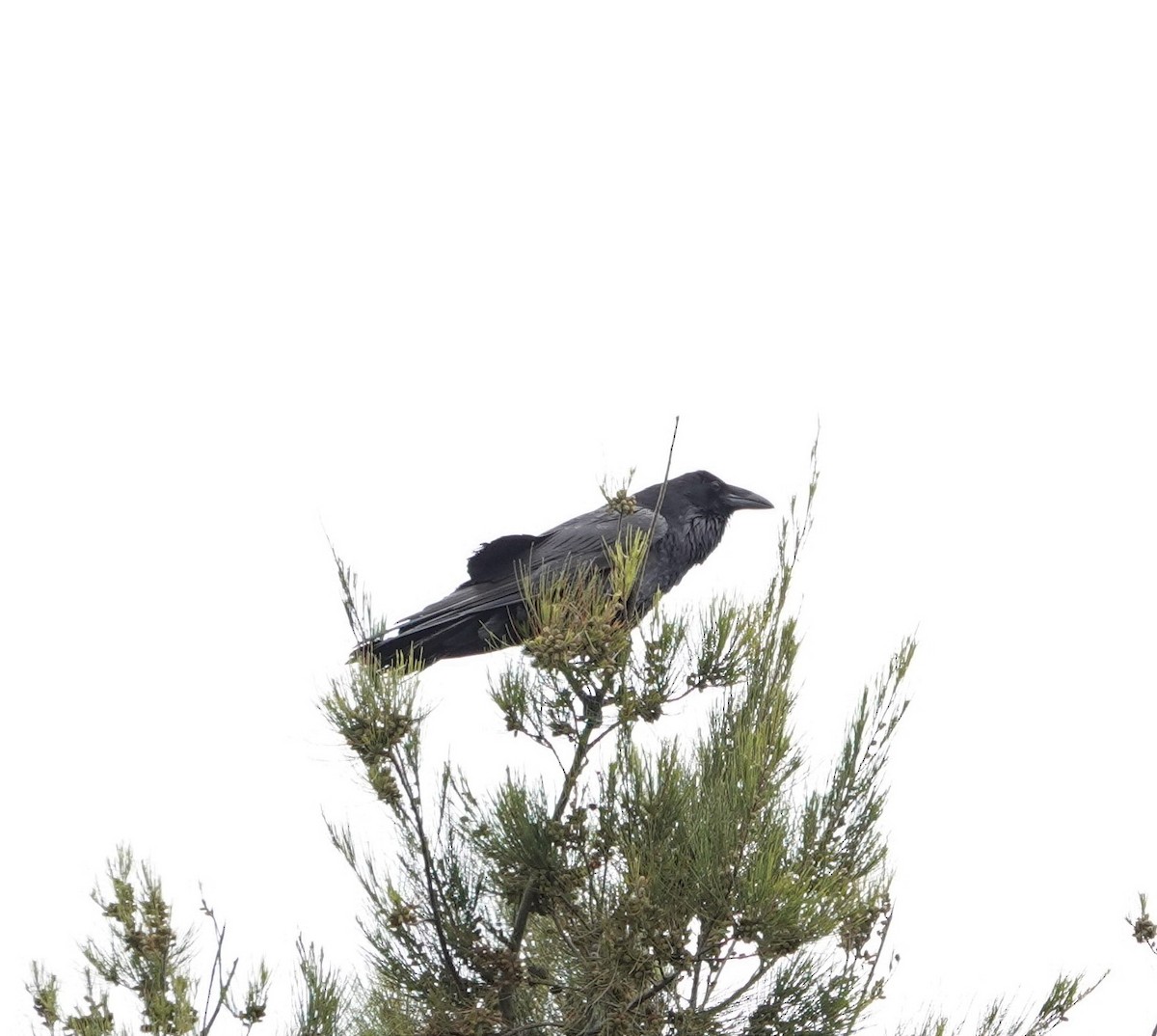 Common Raven - Sylvia Afable