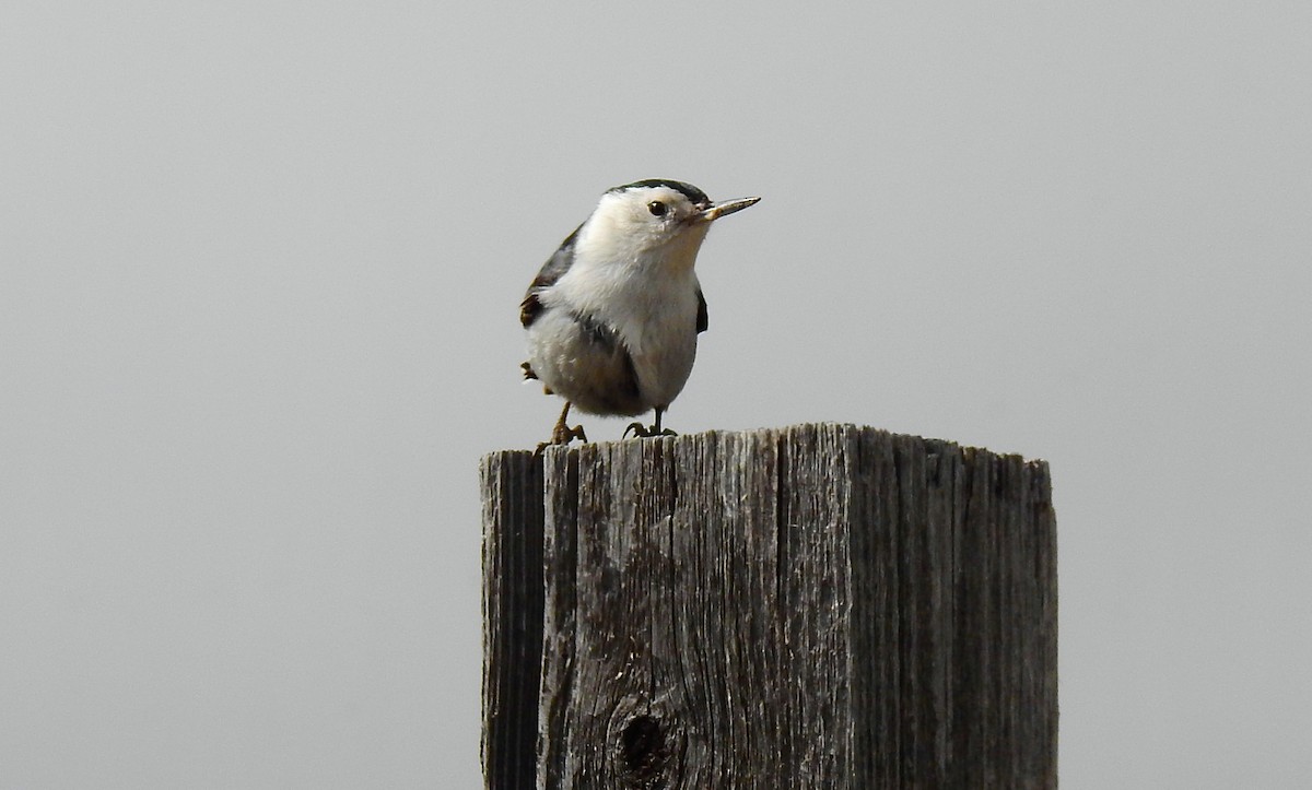White-breasted Nuthatch - Bobby Dailey