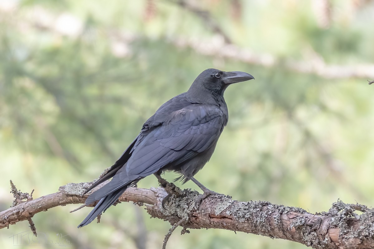 Large-billed Crow - ML579783361