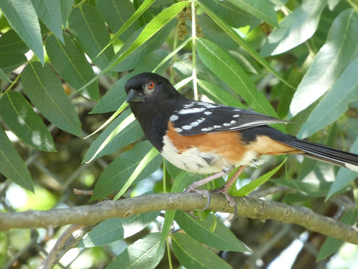 Spotted Towhee - ML579783681