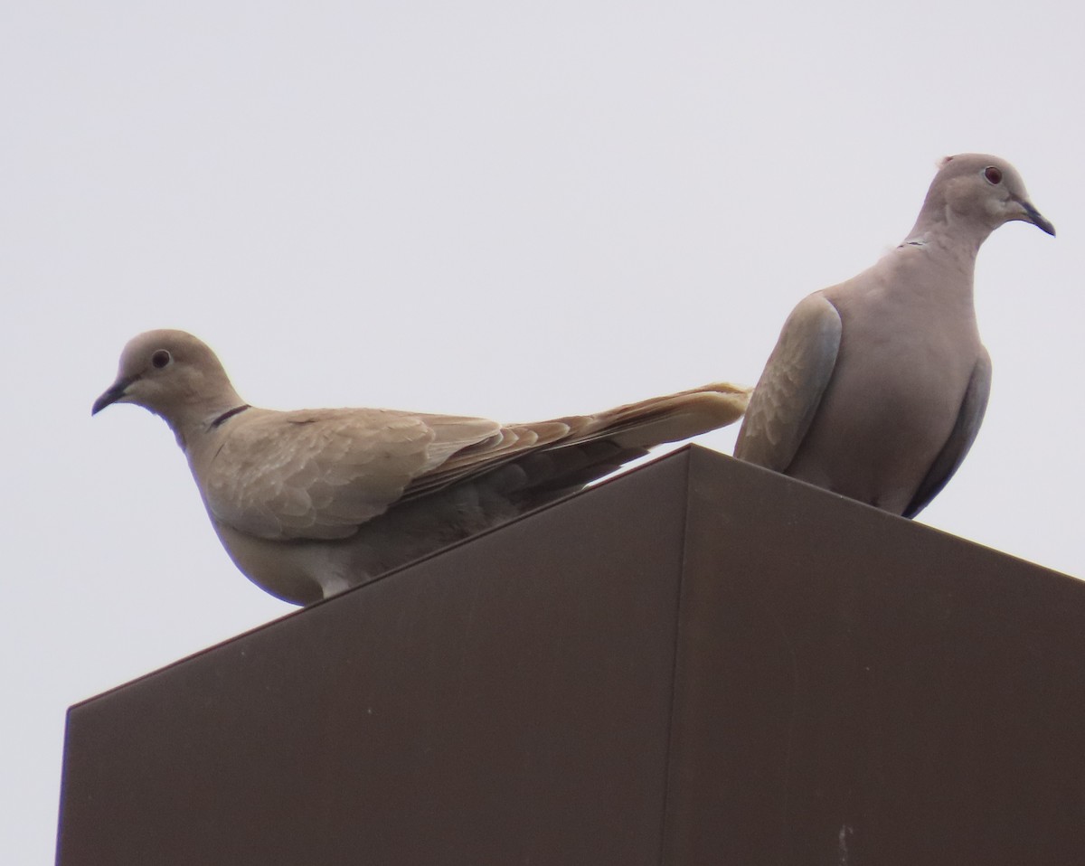 eBird Checklist 31 May 2023 North Jupiter Flatwoods Natural Area