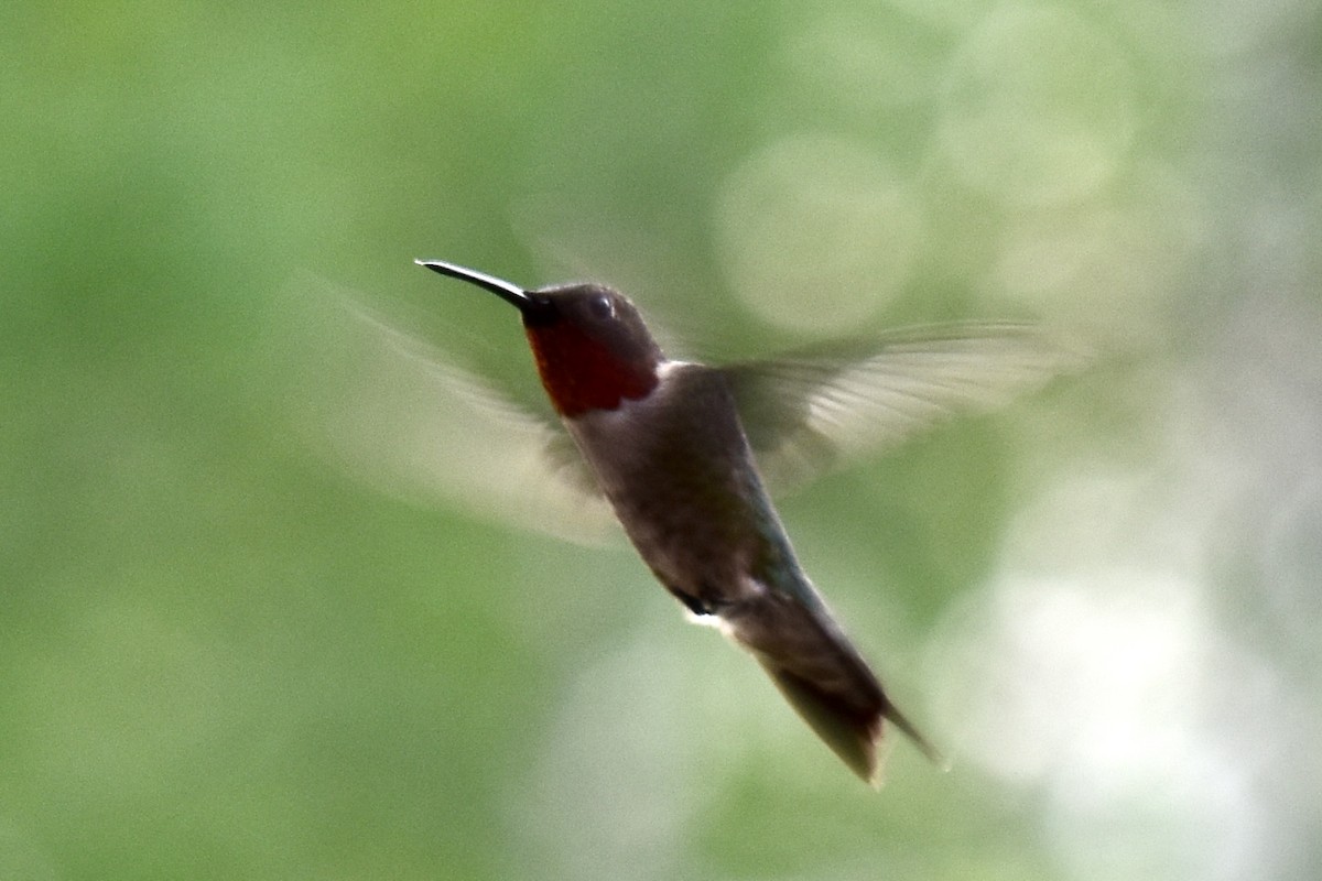 Ruby-throated Hummingbird - ML579793181
