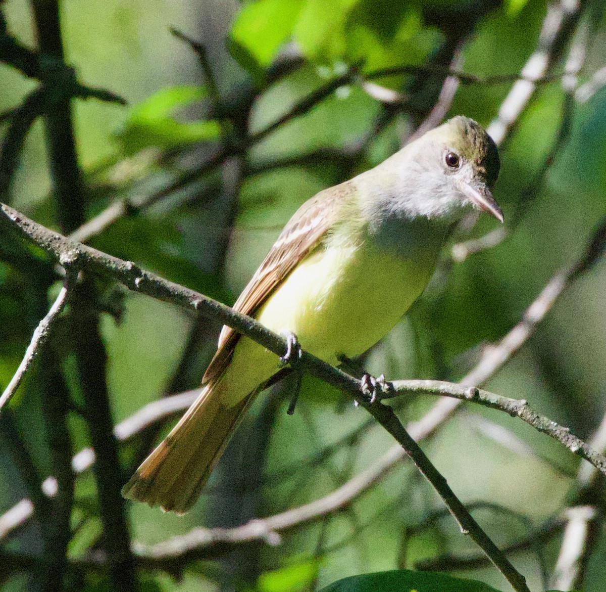 Great Crested Flycatcher - Michael Yellin