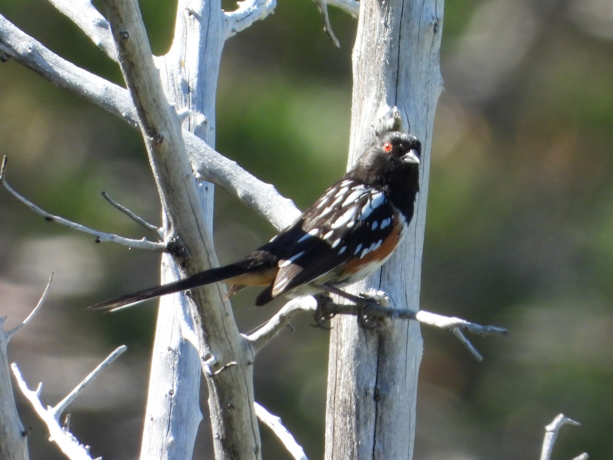 Spotted Towhee - ML579798621