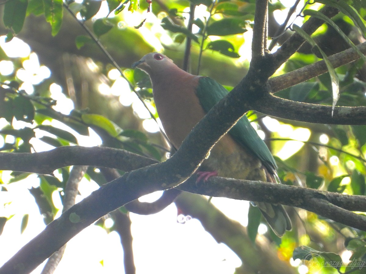 Purple-tailed Imperial-Pigeon - ML579799491
