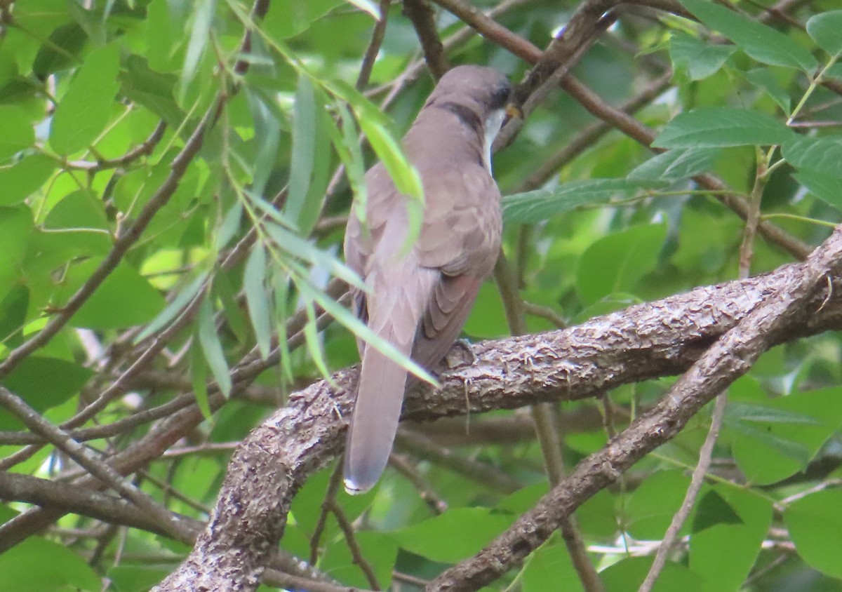 eBird Checklist 25 May 2023 Stassney Lane/TxDOT, Austn 16 species