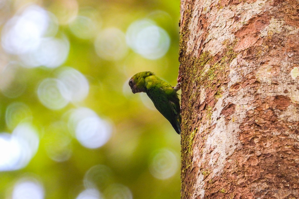 Yellow-capped Pygmy-Parrot - ML579799941