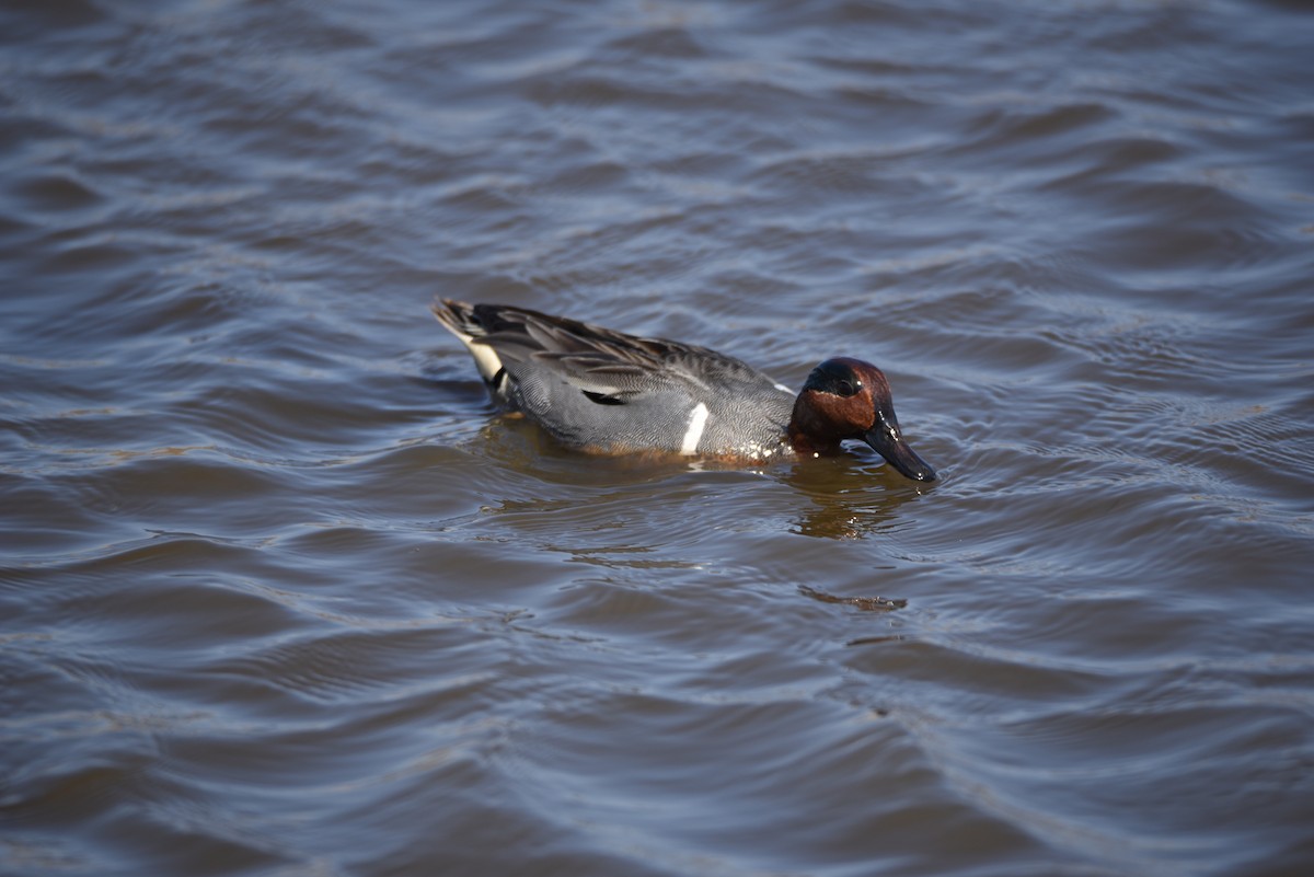 Green-winged Teal - ML579801461