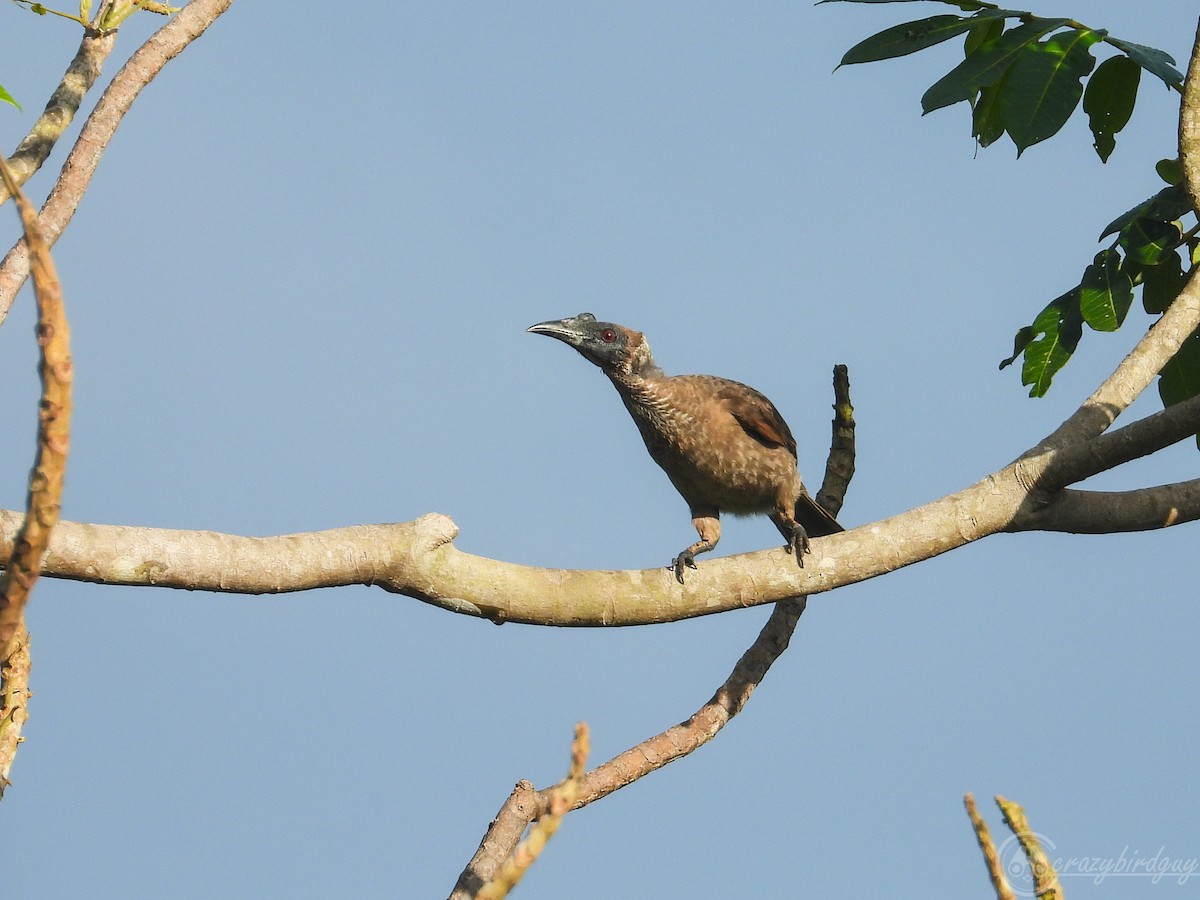Helmeted Friarbird (New Guinea) - ML579805101