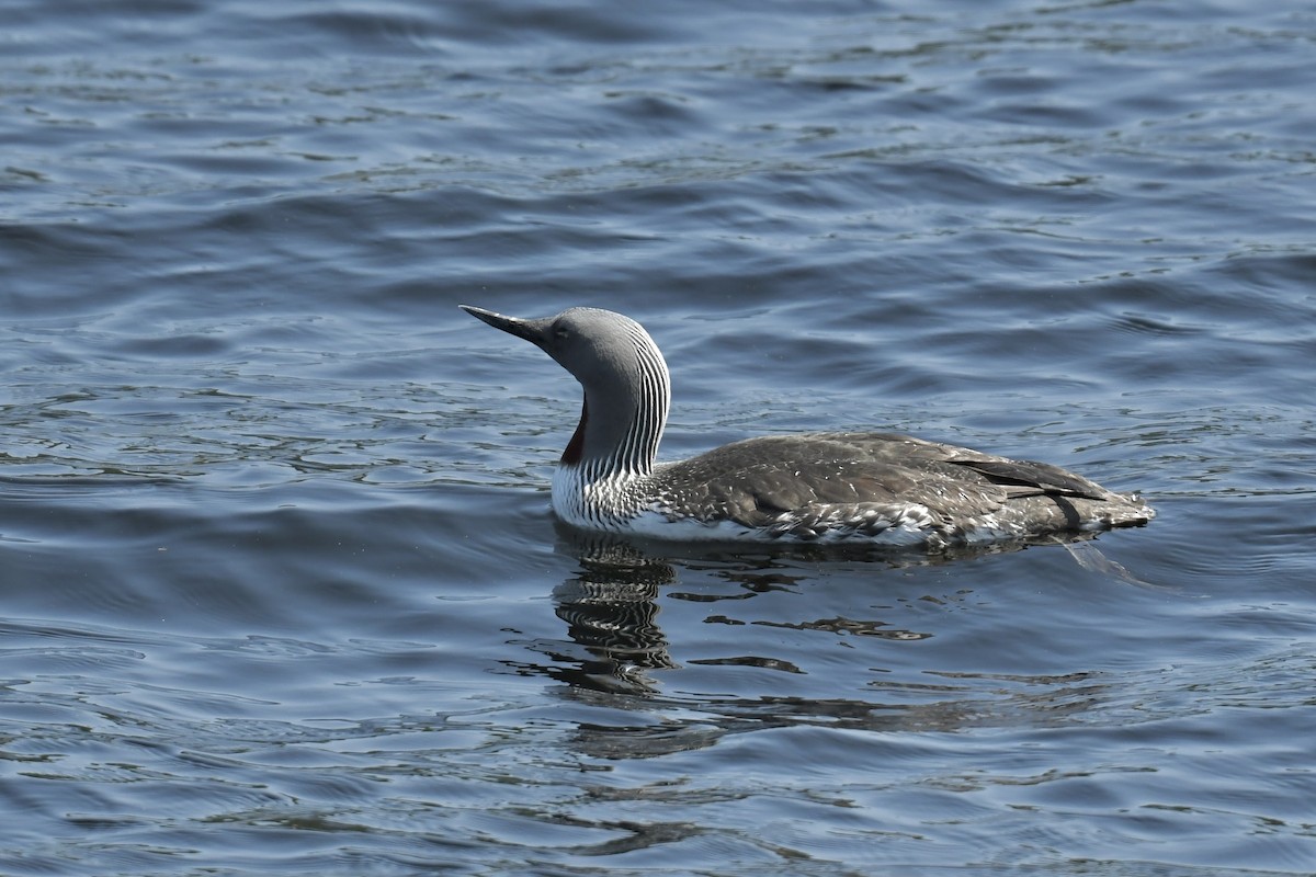 Red-throated Loon - ML579806211