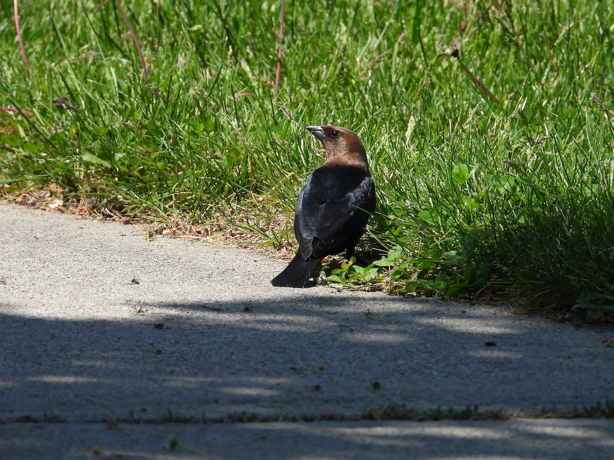 eBird Checklist 29 May 2023 3536 Fountain Park Avenue, Mississauga