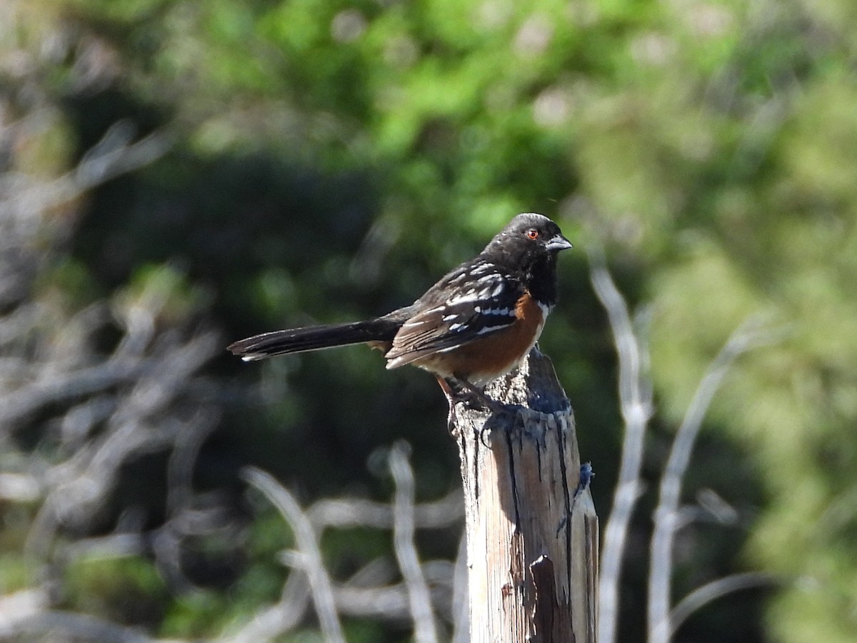 Spotted Towhee - ML579808451